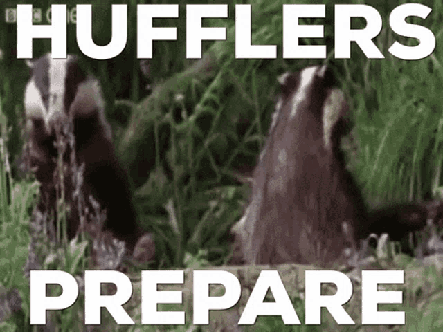 a picture of two badgers with the words huffers prepare