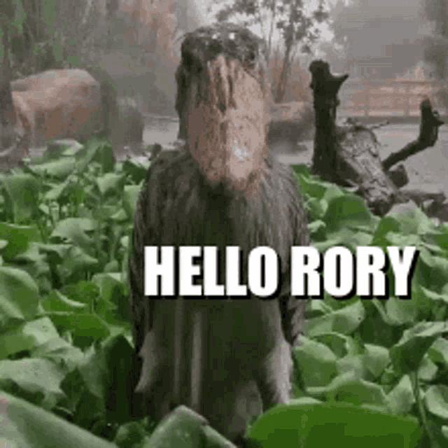 Hello Rory GIF - Hello Rory GIFs