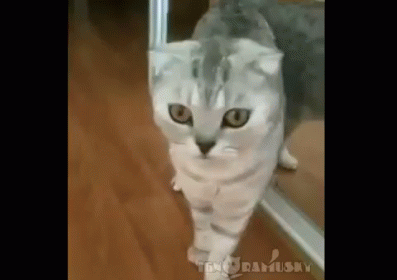 Sudden Realization GIF - Realization Cat Sudden GIFs