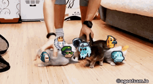 a picture of a person petting a kitten with ageofsam.io in the corner