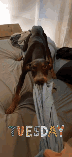a dog laying on a bed with the word tuesday on the bottom