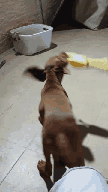 Crazy Dog GIF - Crazy Dog Playing GIFs