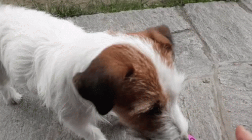 Jack Russell Dogs GIF - Jack Russell Dogs Doge GIFs