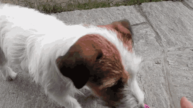 a small brown and white dog playing with a pink object