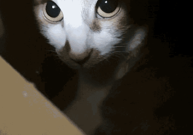 a close up of a cat looking at the camera