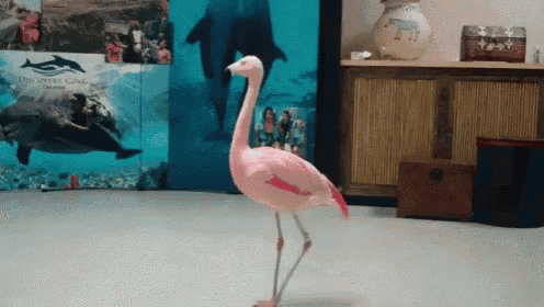 a pink flamingo is standing in front of a dolphin display