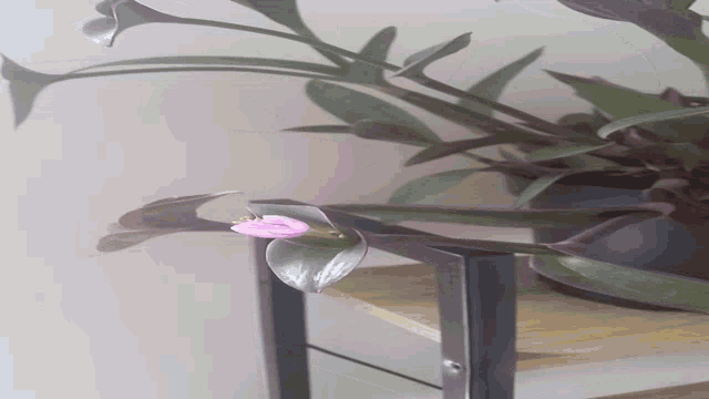 a plant with purple leaves and a small purple flower