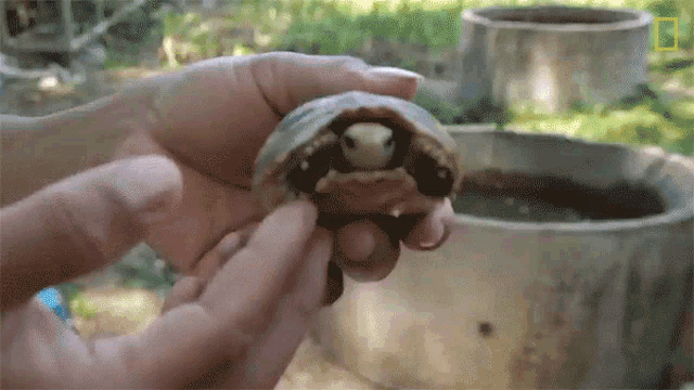 Hiding Rare Giant Softshell Turtle Released Into The Wild GIF - Hiding Rare Giant Softshell Turtle Released Into The Wild Cute GIFs