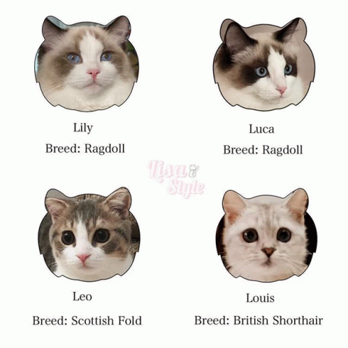 Lalisa S Cats GIF - Lalisa S Cats GIFs