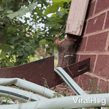 A Squirrel Coming Out Of A Gutter Viralhog GIF - A Squirrel Coming Out Of A Gutter Squirrel Viralhog GIFs