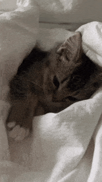 a kitten is laying under a white blanket and looking at the camera