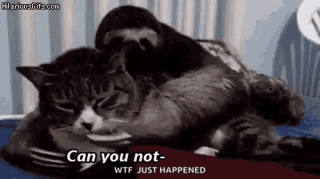 Funny Animals Holy GIF - Funny Animals Holy Cat GIFs
