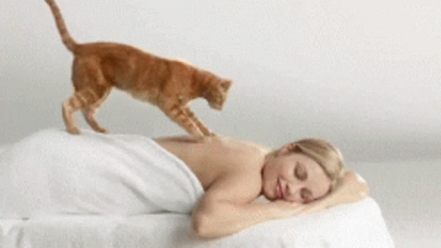 Massage Cat GIF - Massage Cat Relax GIFs