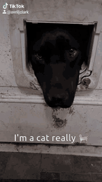Let Me In Im A Cat GIF