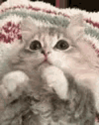 a close up of a kitten laying on a blanket on a bed .