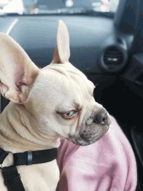a dog in a car with a pink blanket