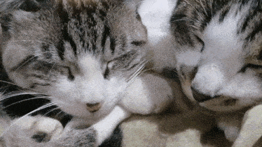 two cats laying next to each other with one sleeping and the other looking at the camera