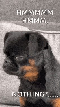 a small black and brown dog is sitting on a couch with a caption that says `` nothing '' .