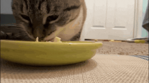 a cat eating food from a green plate