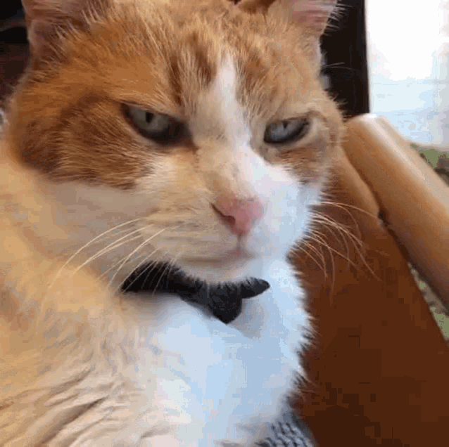 a close up of an orange and white cat wearing a black bow tie .