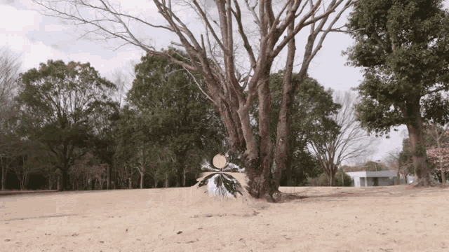 a tree in the middle of a sandy field
