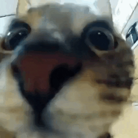a close up of a cat 's face with its tongue sticking out and looking at the camera .