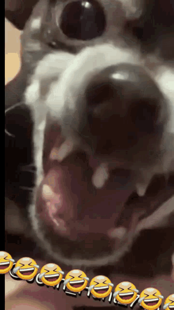a close up of a dog 's mouth with a bunch of laughing faces behind it