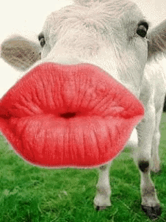a close up of a cow 's mouth with red lips