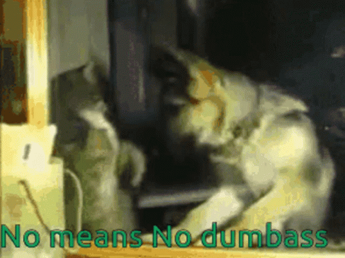 No Means Dumbass GIF - No Means Dumbass Cat GIFs