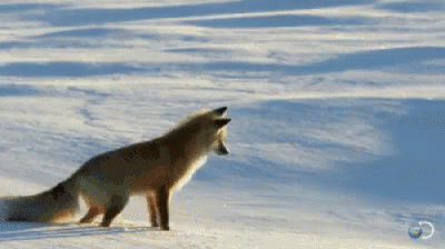 狐狸 搞笑 跳高 挖坑 GIF - Fox Funny Dig GIFs