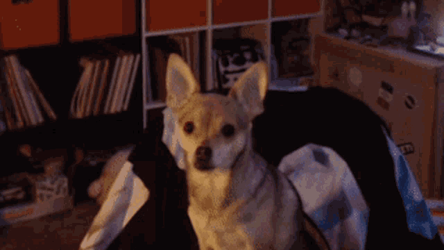 Supitsnova Chihuahua GIF - Supitsnova Nova Chihuahua GIFs