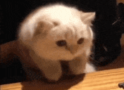 a white kitten is sitting on a wooden table .
