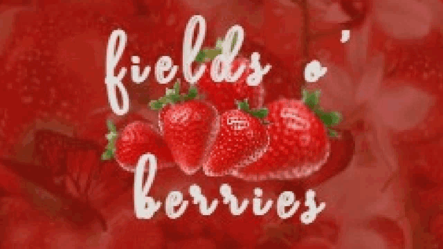 a bunch of strawberries on a red background with the words `` fields of berries ''
