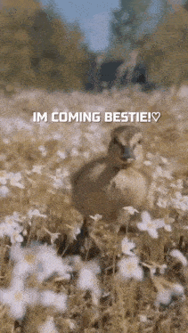 a baby duck is walking through a field of flowers with the words `` im coming bestie '' written above it .