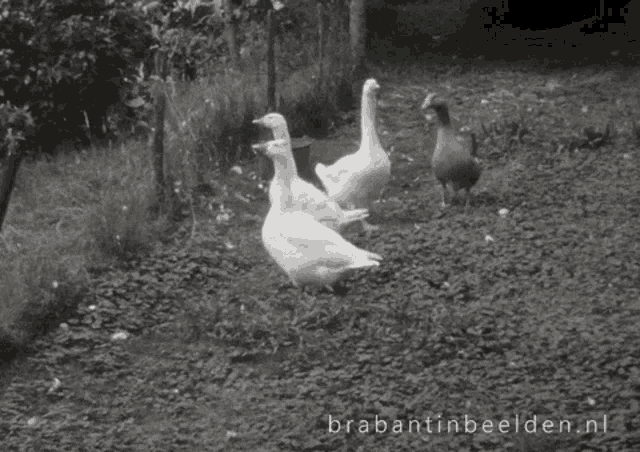 Ducks Yes GIF - Ducks Duck Yes GIFs