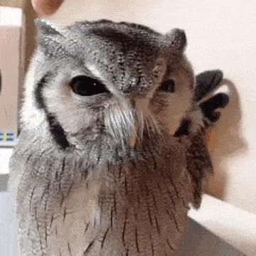an owl is sitting on a table and looking at the camera while being petting by a person .