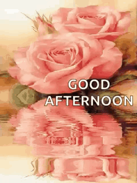two pink roses are reflected in the water with the words good afternoon written below them