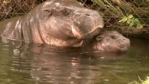 Up Close Baby Hippo GIF - Cute Baby Pygmy GIFs