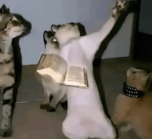 a cat with a book on its back is surrounded by cats