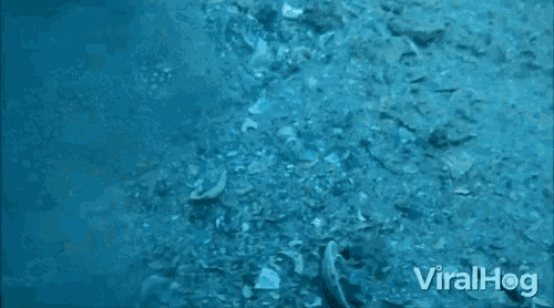Hiding Camouflage GIF - Hiding Camouflage Get Away GIFs