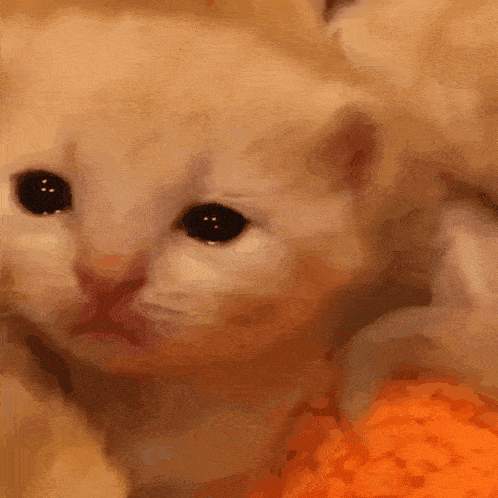 a close up of a kitten 's face with a blurred background