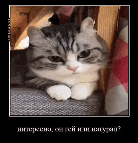 a cat is sitting on a chair looking at the camera with a caption in russian .