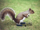 Old Squirrel GIF - Old Squirrel GIFs