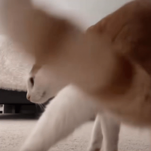 Balenciagaval Cat GIF - Balenciagaval Cat Blep GIFs