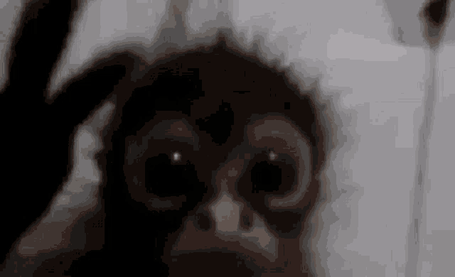 Monkey Scream GIF - Monkey Scream GIFs
