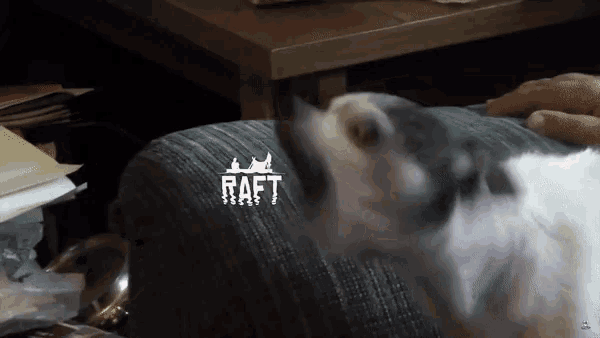 a cat sitting on a couch with the word raft on the couch