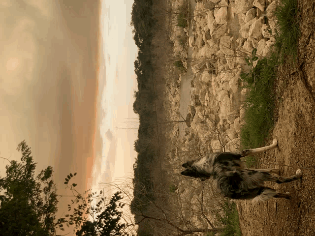a dog standing on a dirt path in front of a rocky cliff