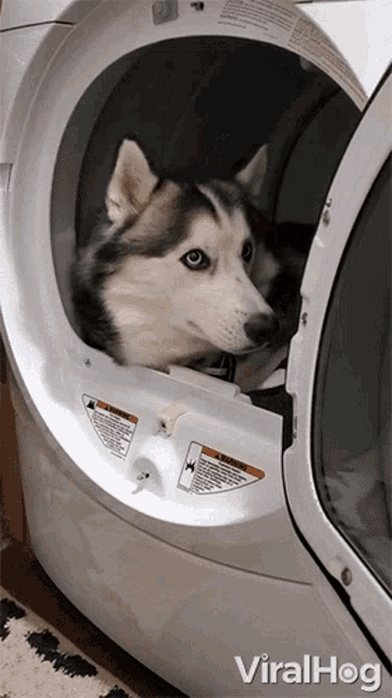 Husky Inside The Dryer Viralhog GIF