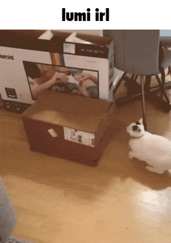 a box that says lumi irl on it next to a cat