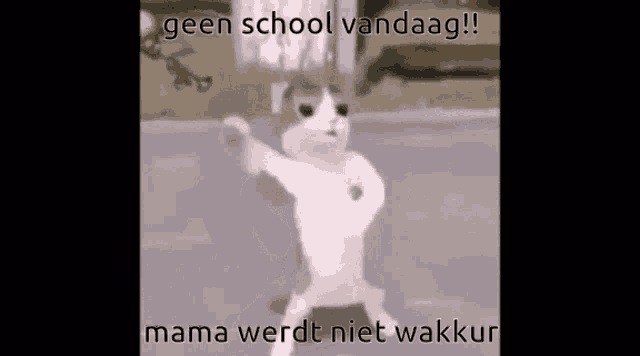 a cat is dancing in front of a sign that says geen school vandaag .